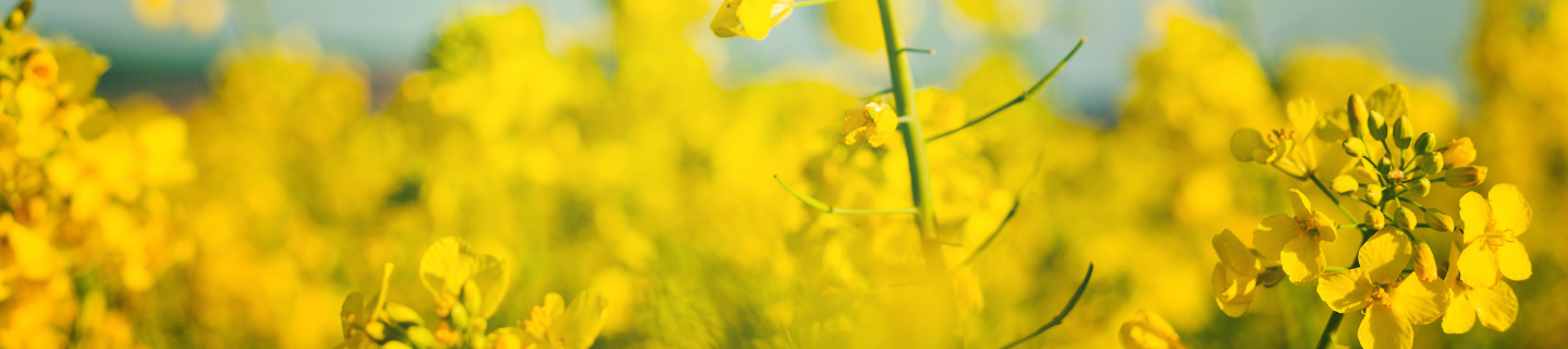 oil seed rape