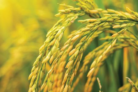 Rice grains