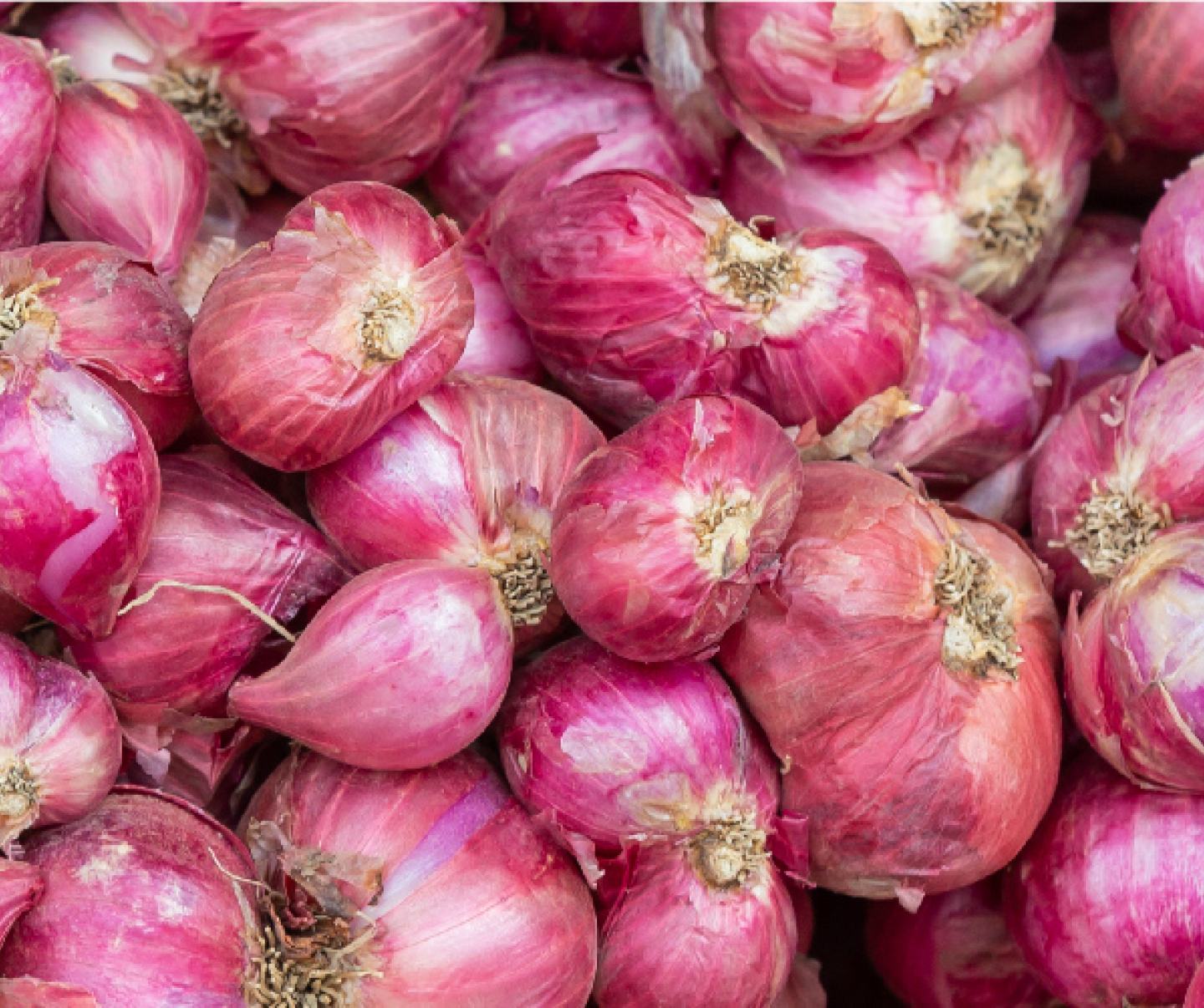 shallot plants