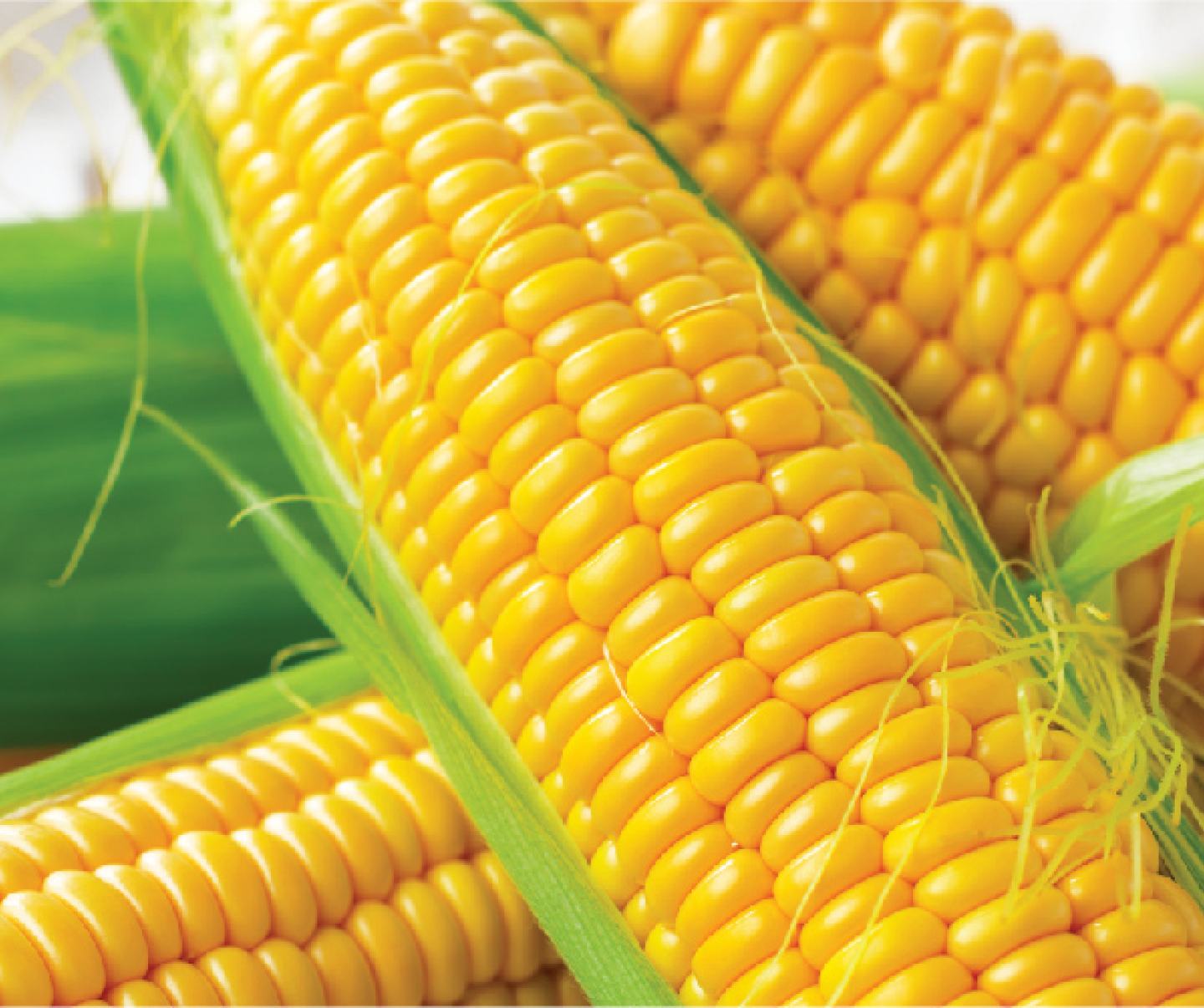 corn plant