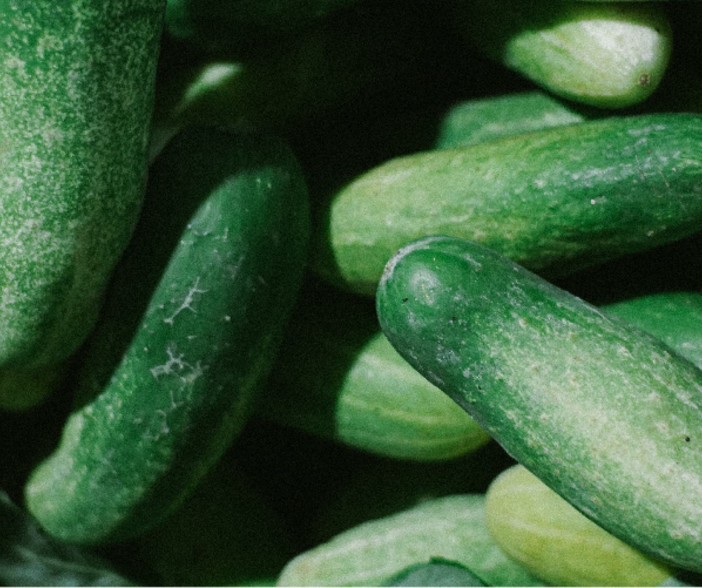 cucumber plants