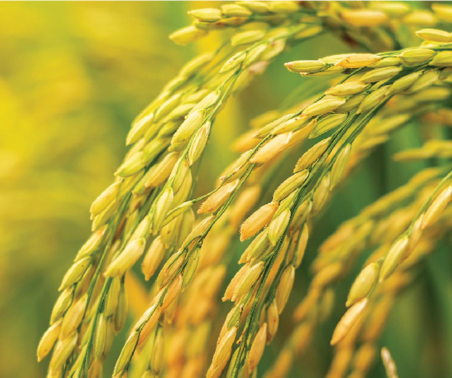 Rice Plants