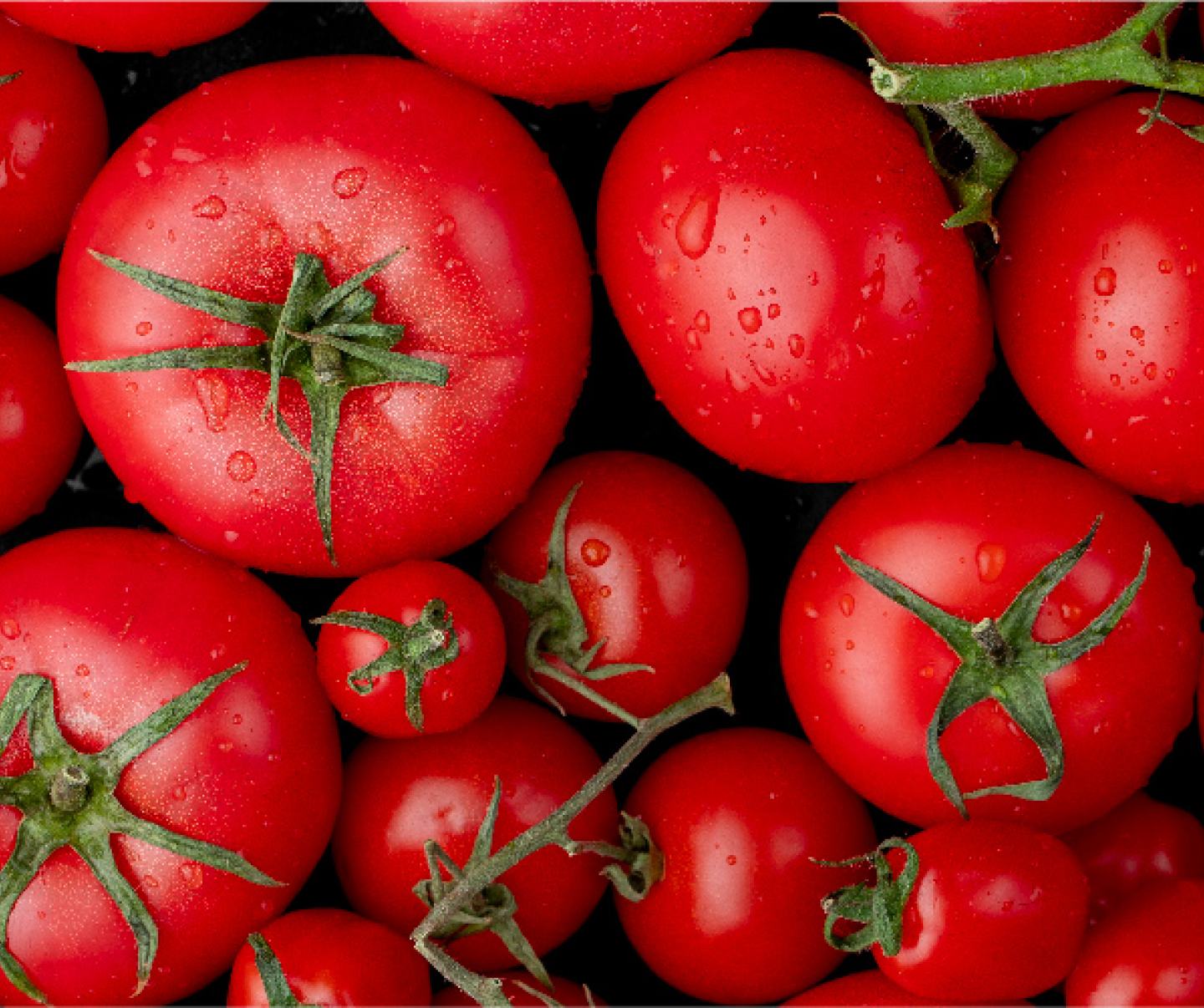 Bushel of Tomatoes