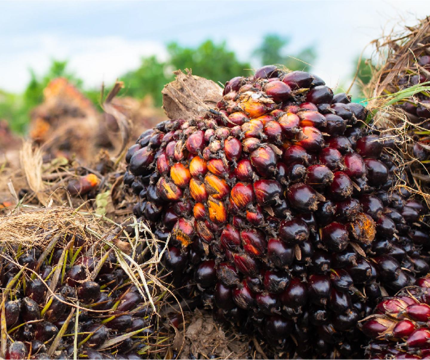 Tanaman Kelapa Sawit