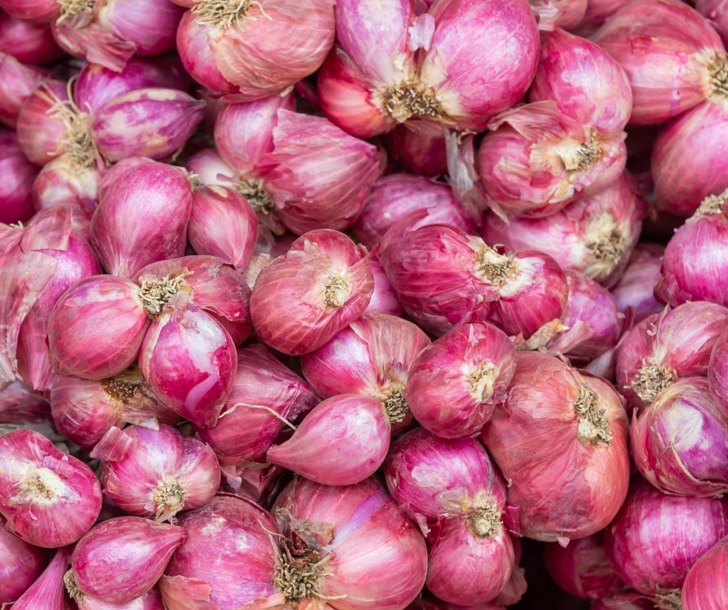shallot