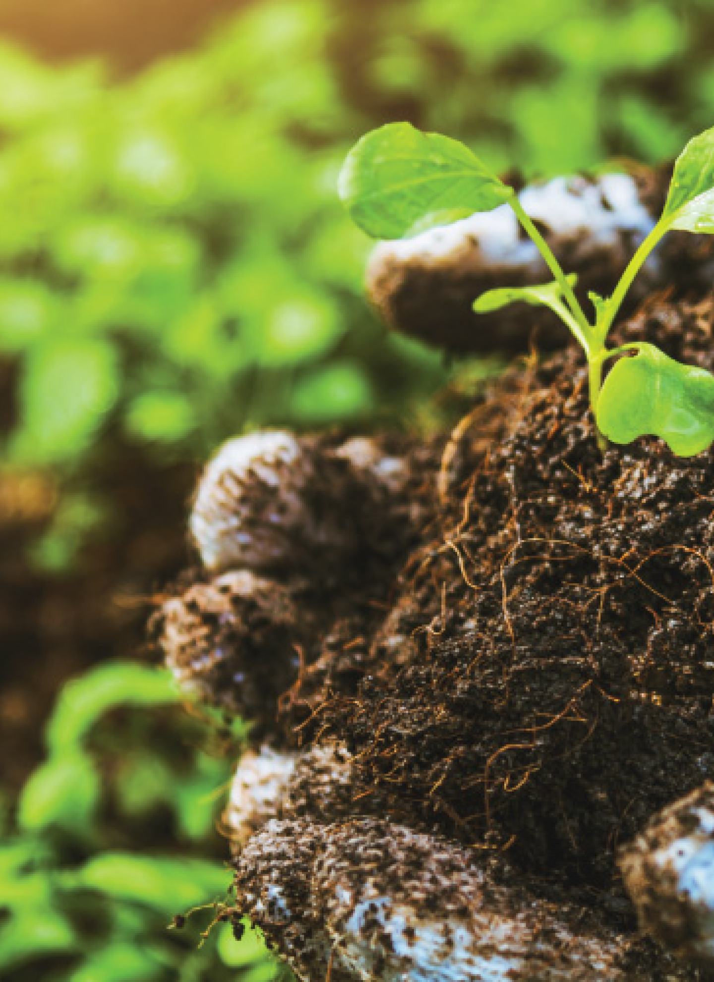 Plant sprout in soil