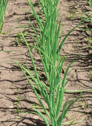 Shallot plants