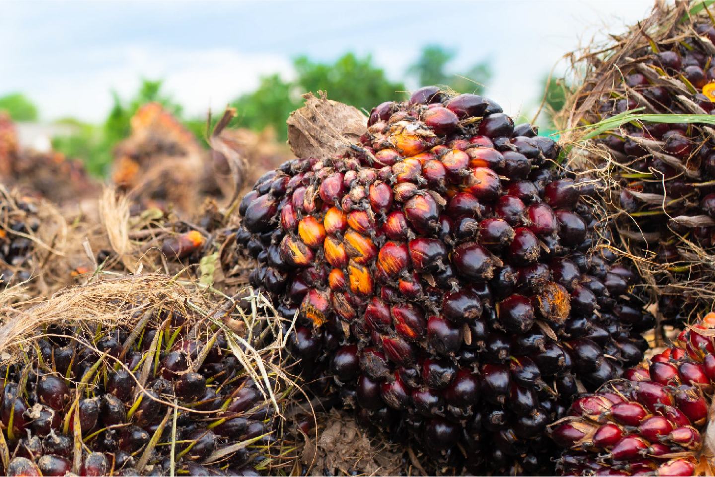 palm oil