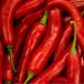 Chili plant