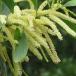 Acacia Mangium
