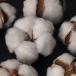 Cotton