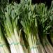 Bawang Daun