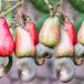 Jambu mete