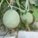 Melon