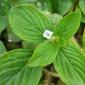 gulma berdaun lebar