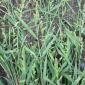 gulma golongan rumput