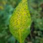 bercak daun