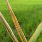 hawar daun