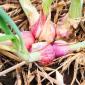 layu fusarium