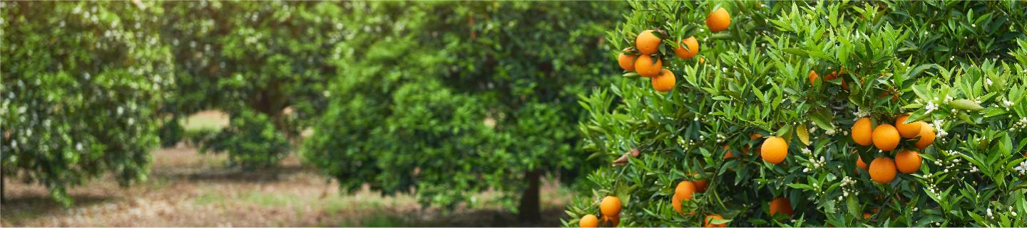 fruit field