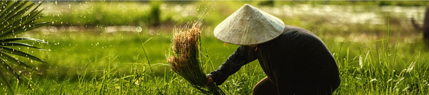 Indonesian farmers agricultural fields