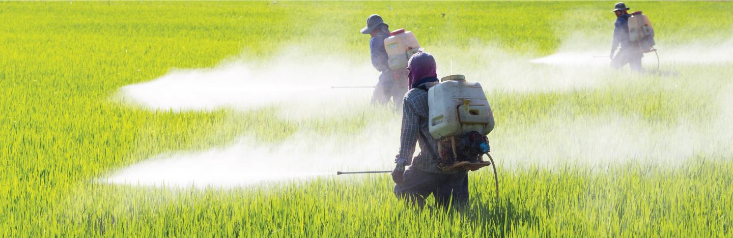 Spraying insecticides in the fields