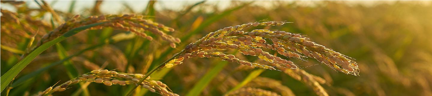 Rice field