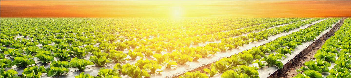 Vegetable field