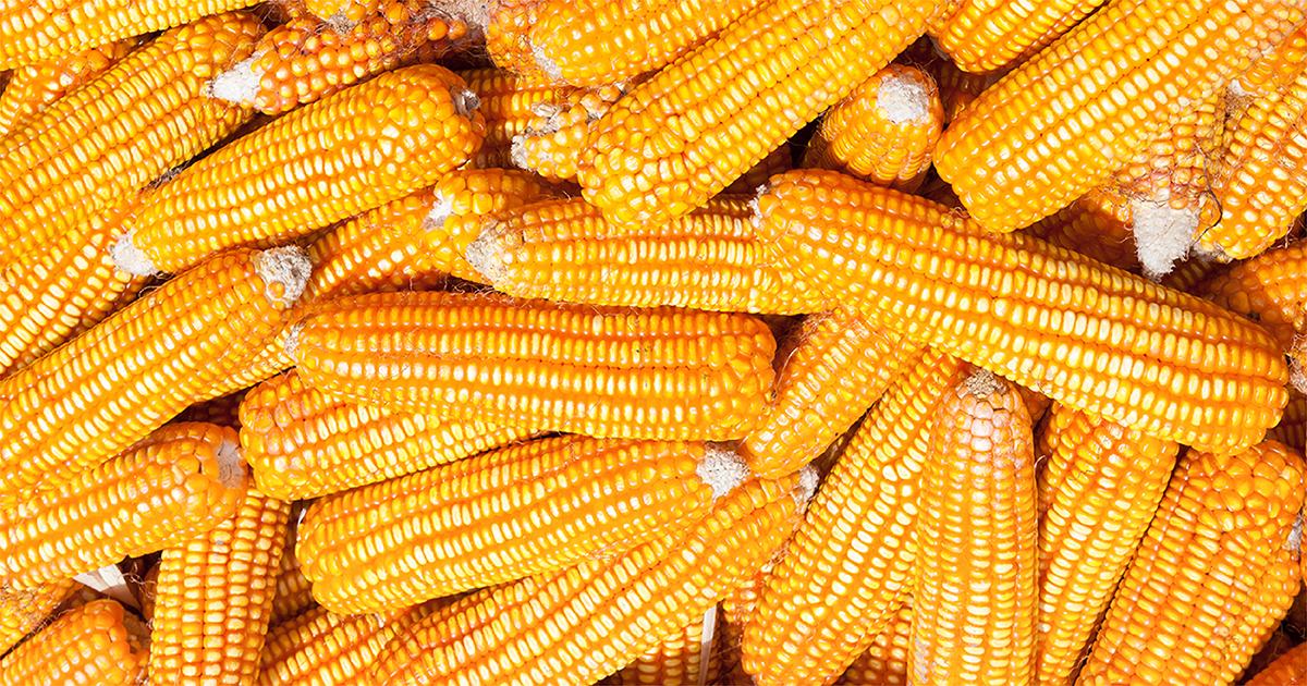 Jagung