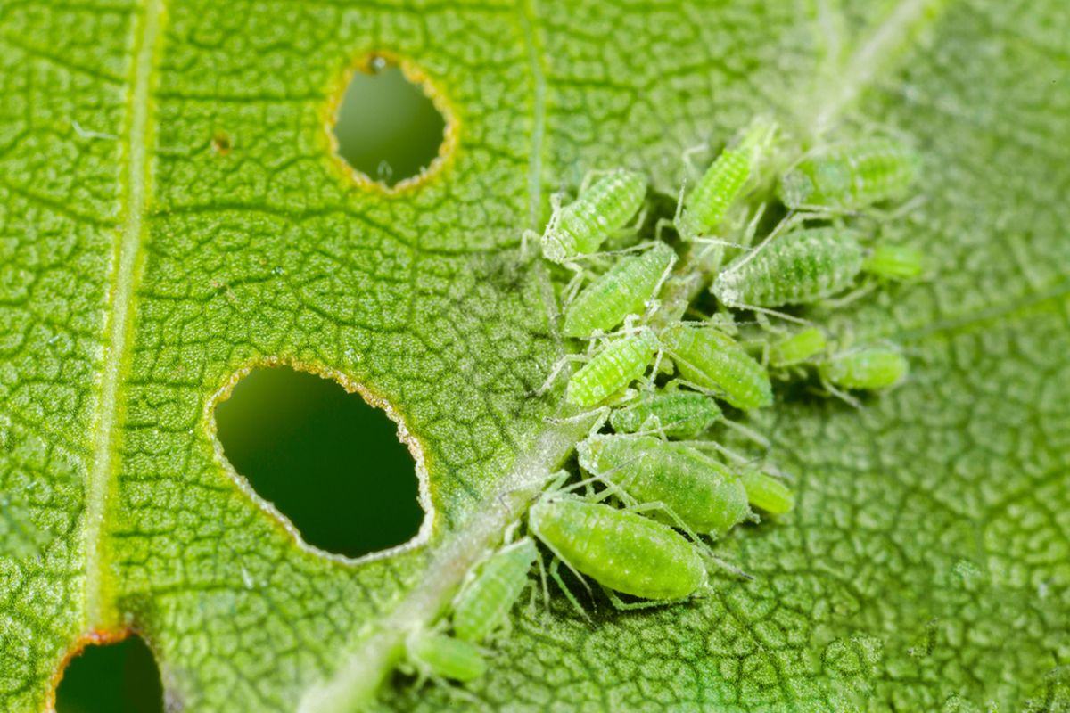 kutu daun