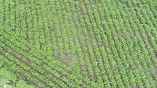Drone shots of Soybean Field.