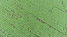 Drone shots of Soybean Field.