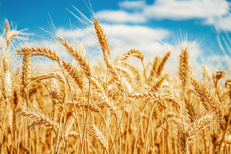 Wheat is the main cereal crop in India