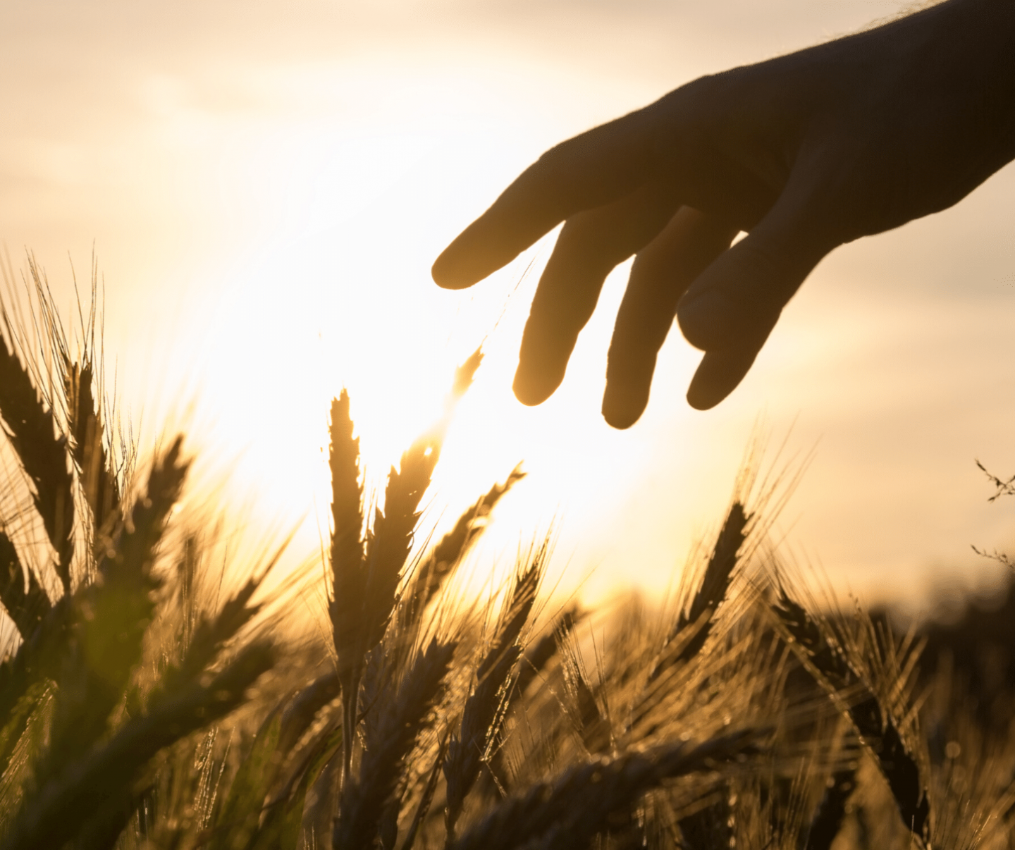 hand touching crop