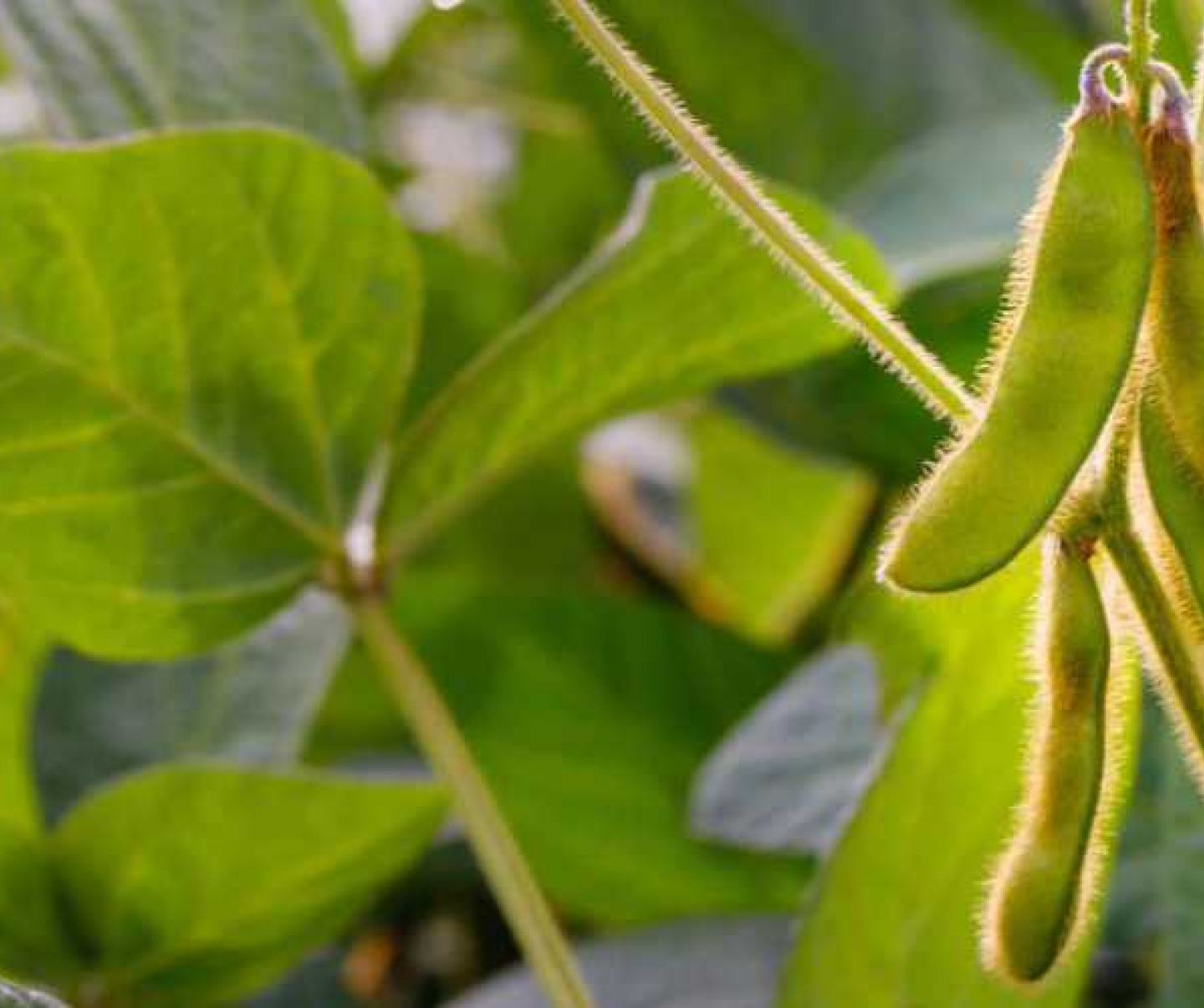 Soybean