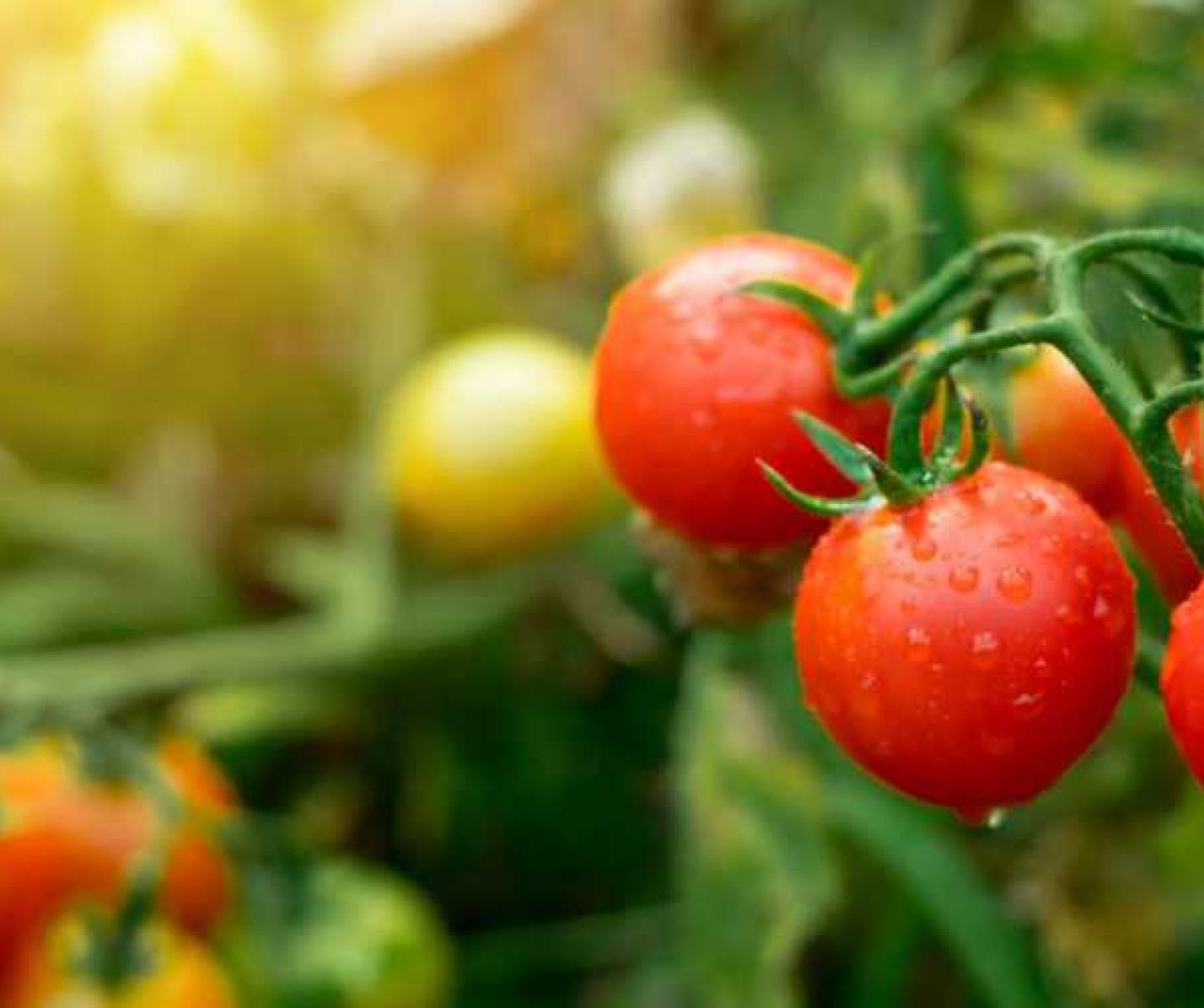 FMC offers a robust portfolio of Crop Protection & Nutrition solutions for Tomato.