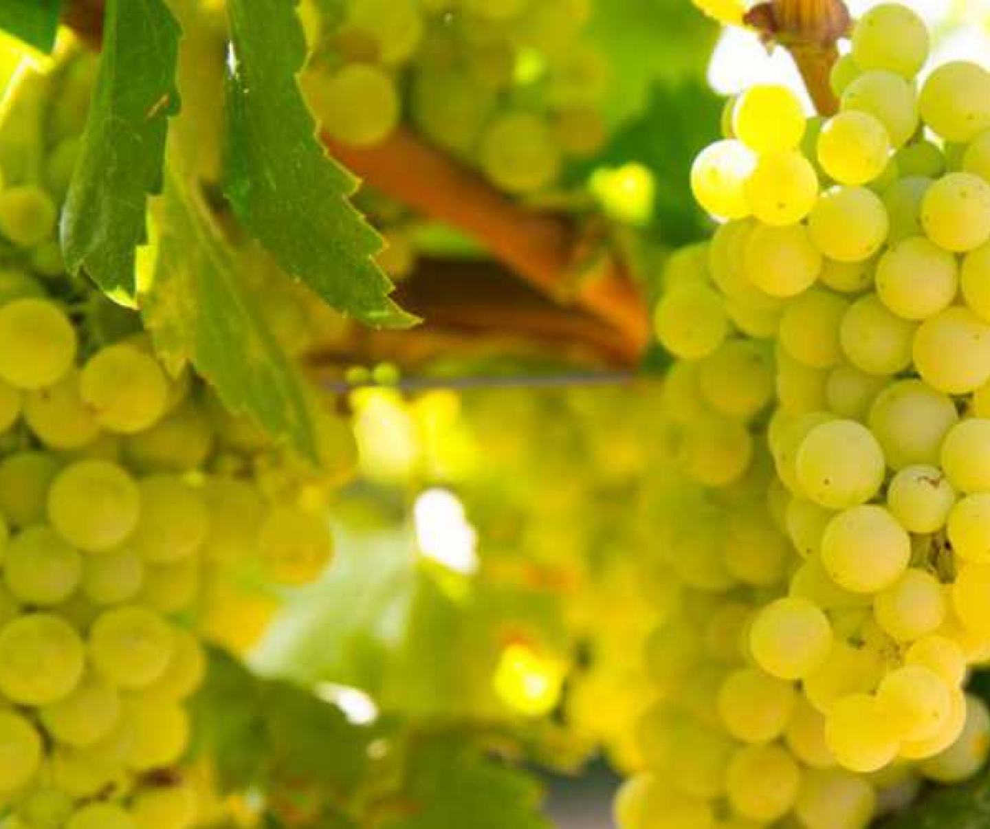 Grapes