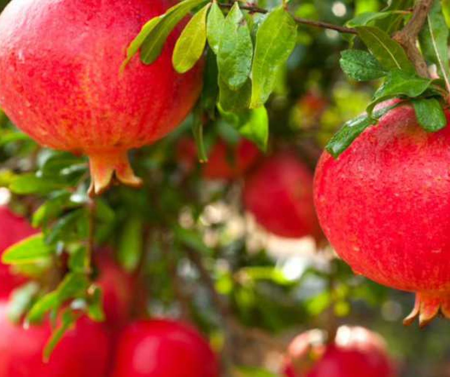 Pomegranate tree