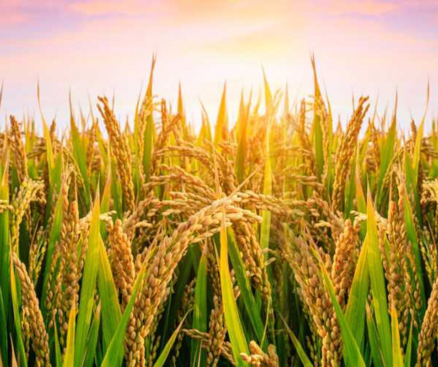 FMC offers a robust portfolio of Crop Protection & Nutrition solutions for Rice.