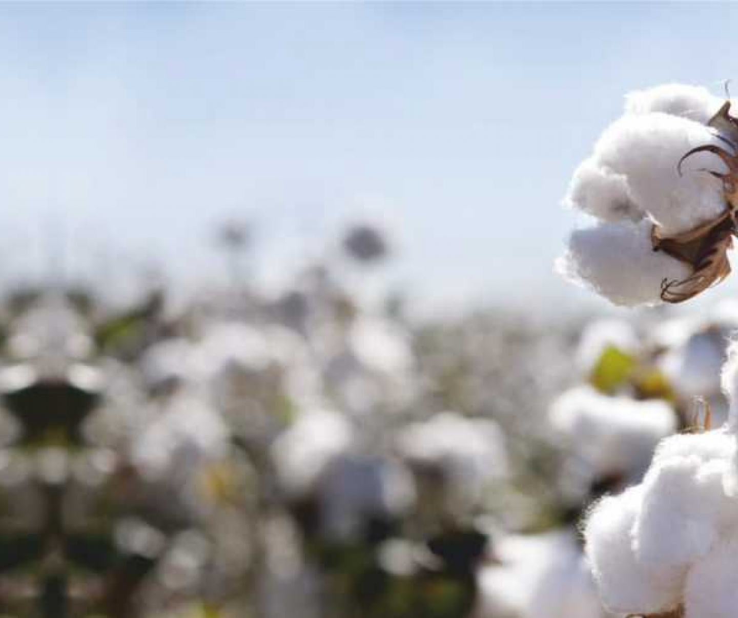 Cotton