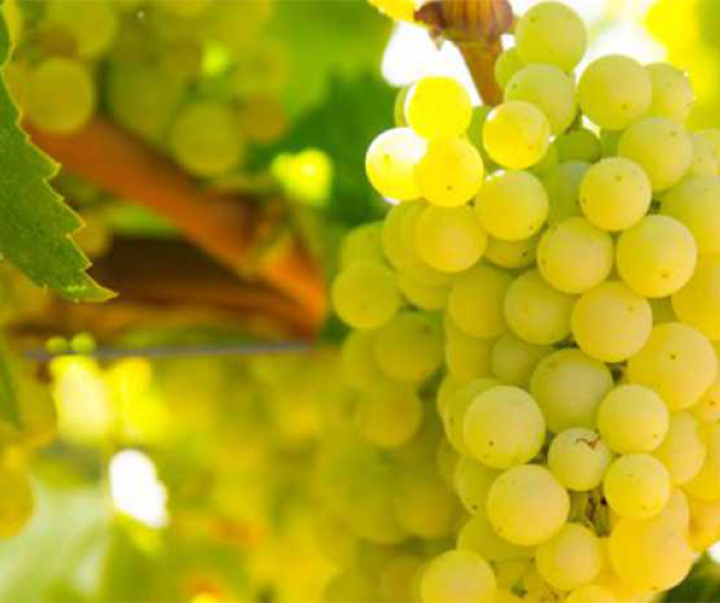 FMC offers a robust portfolio of Crop Protection & Nutrition solutions for Grapes.
