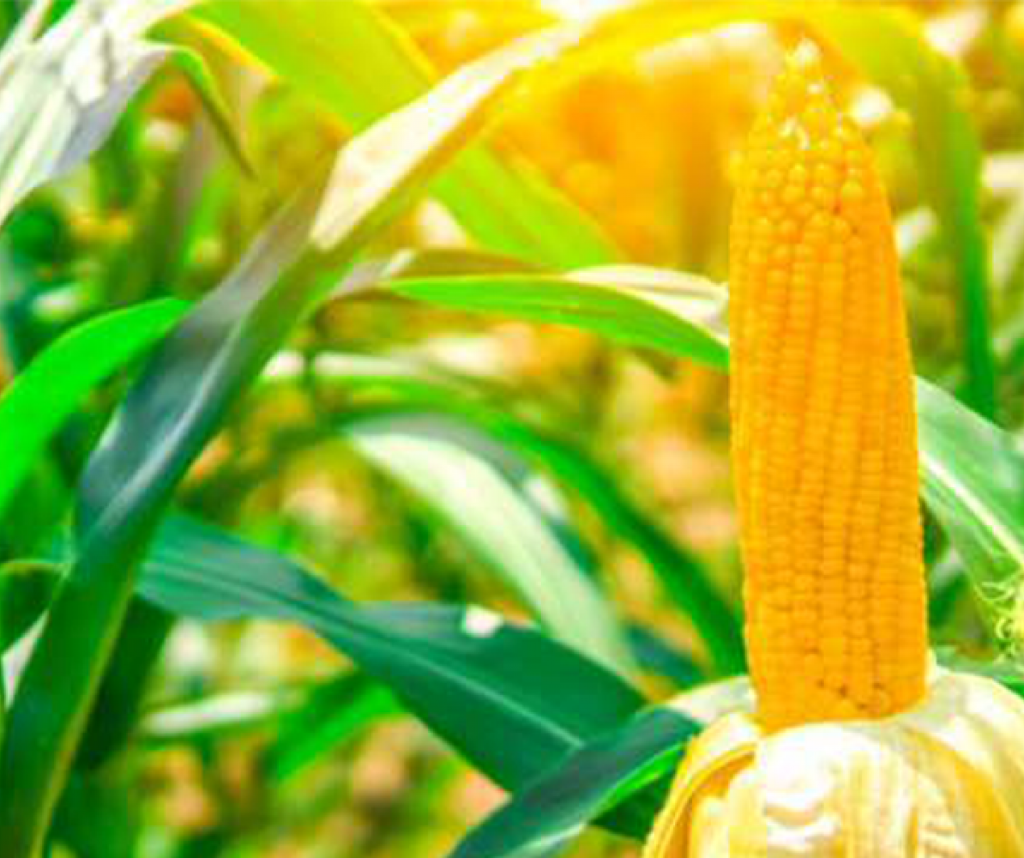 FMC offers a robust portfolio of products for the protection and nutritional needs of your crops. Get to know more on our offerings and recommendations mapped on the phenology of Maize crop in this section.