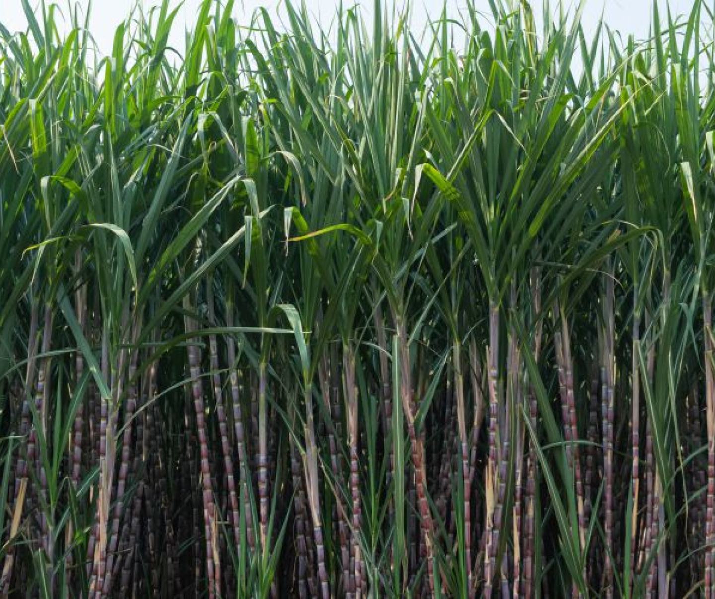 Sugarcane