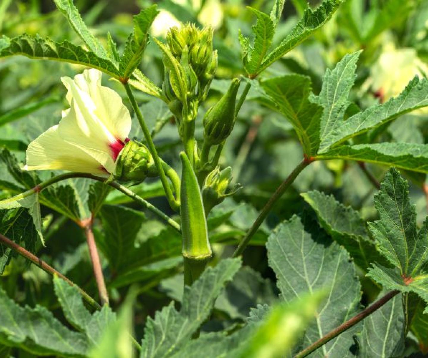 Okra