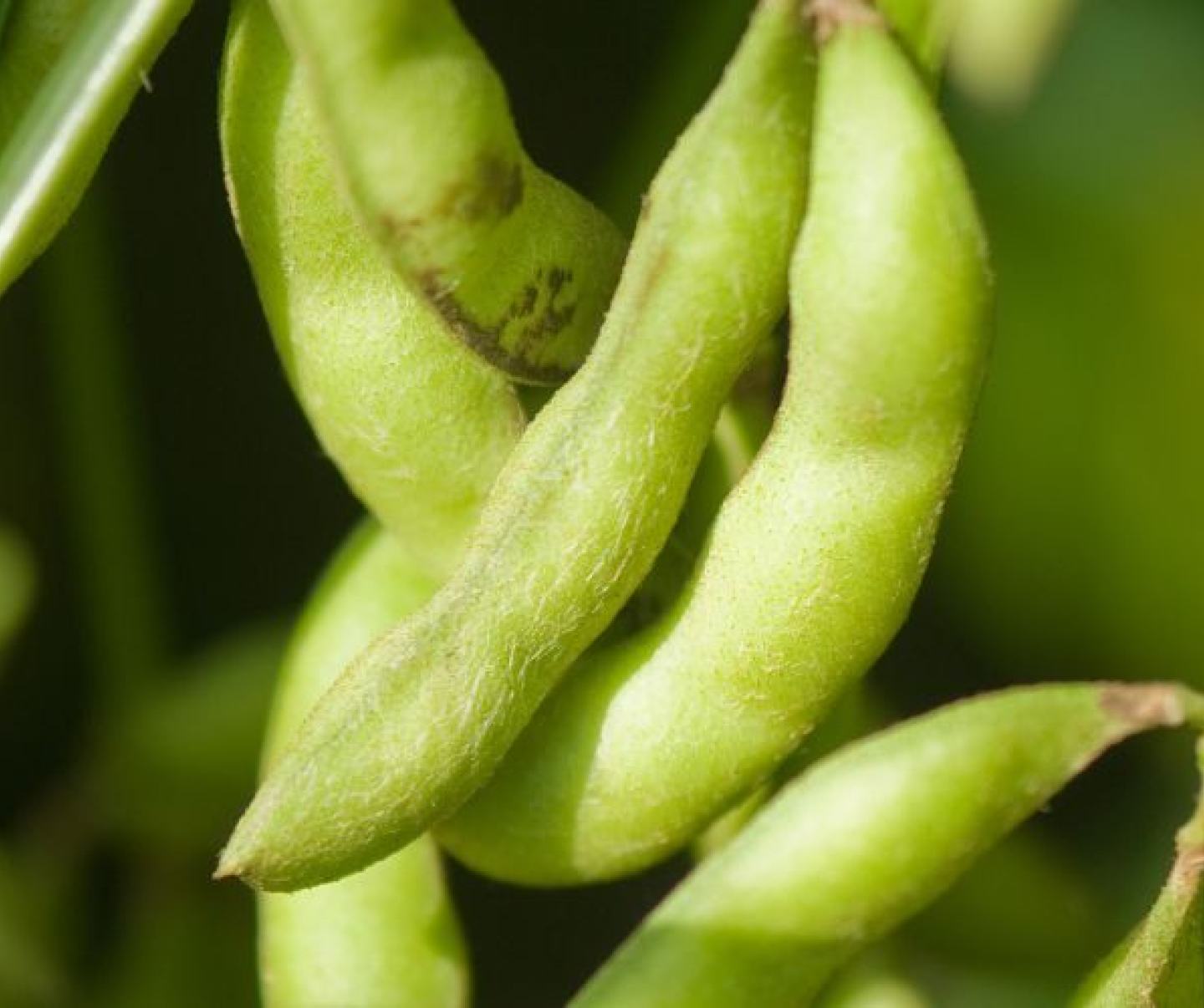 Soybean