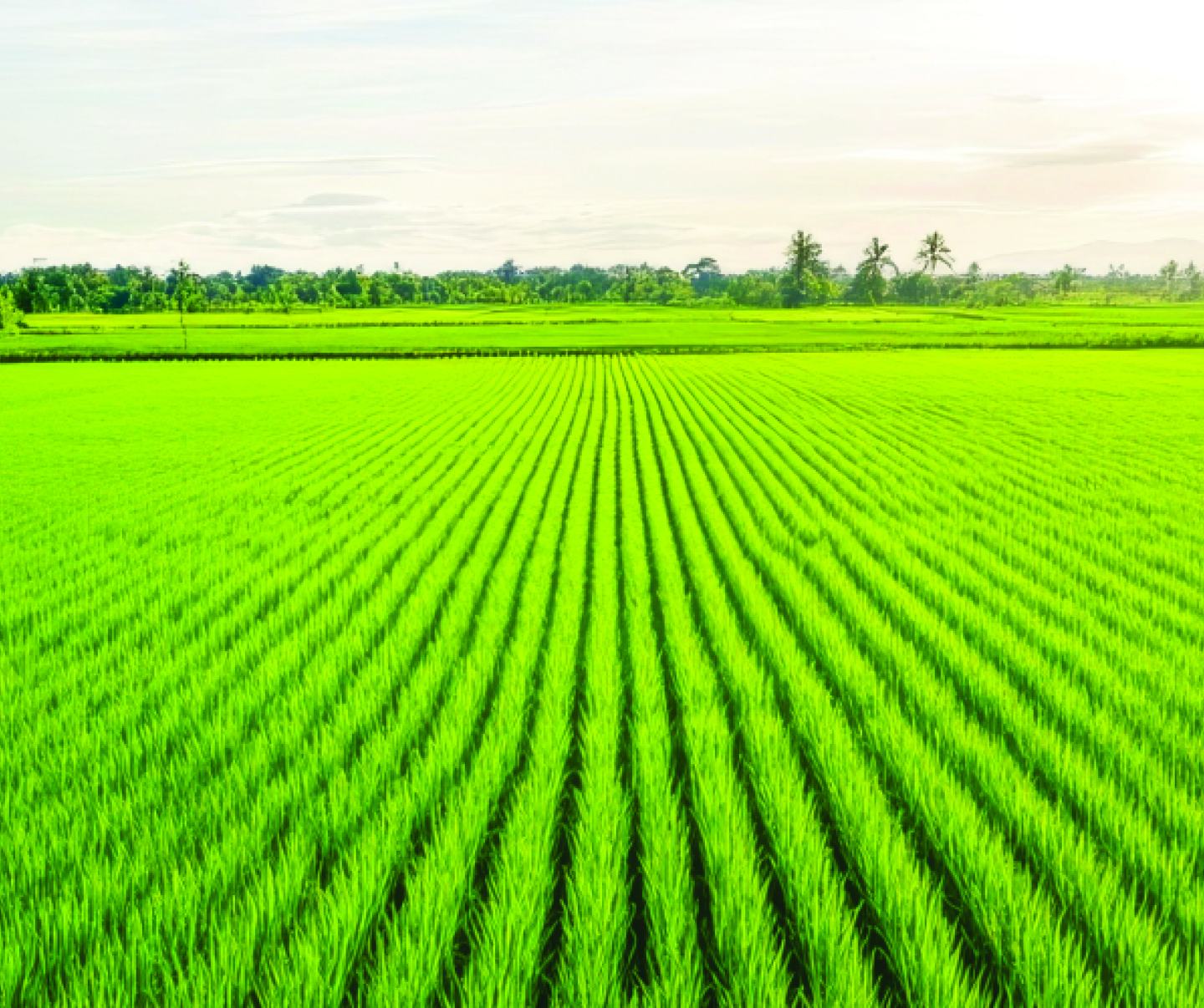 paddy crops