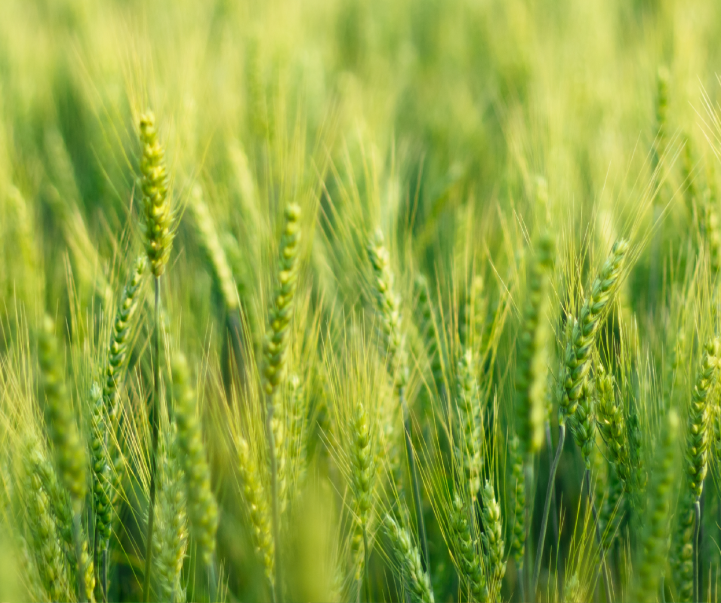 wheat