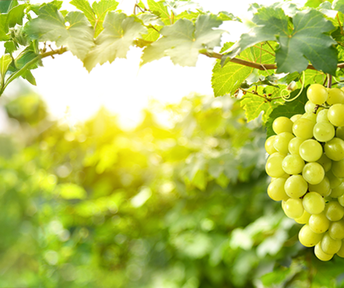Grape Crop