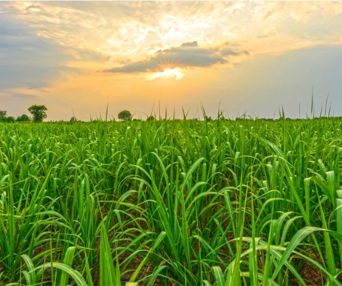 Tirracto™ Insecticide