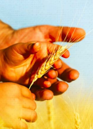 Tomorrow's harvest sustainability